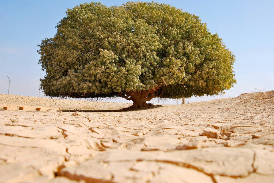 The Blessed Tree in Jordan